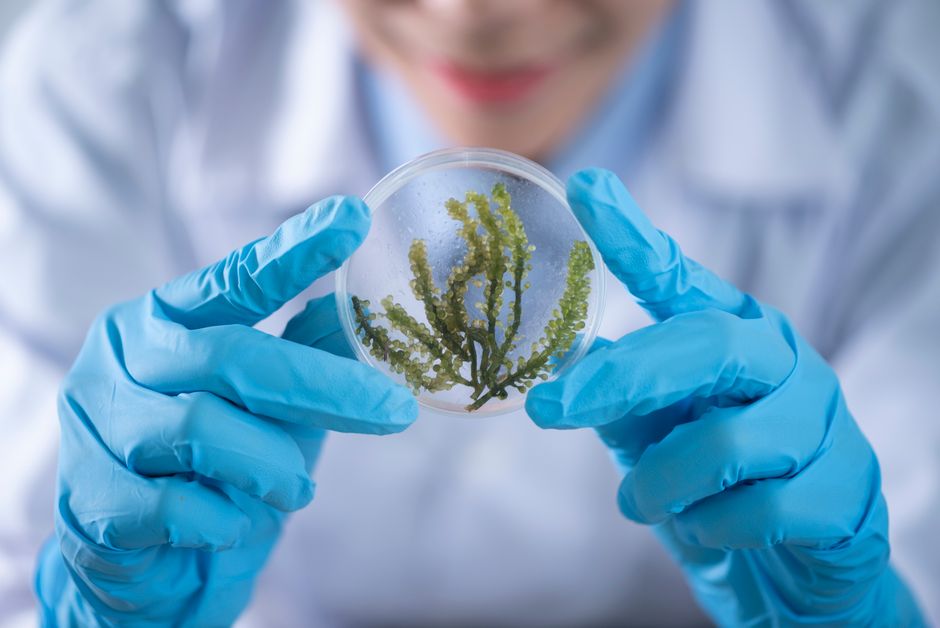 The science behind Vitrafoxin
